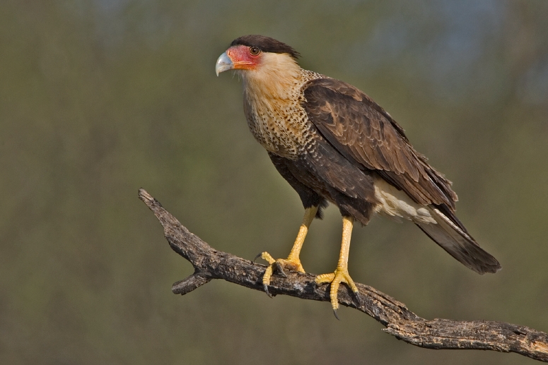 Файл:Caracara cheriway Roma TX.jpg