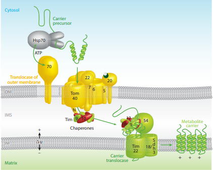 File:Carrier pathway for proteins to inner membrane.png