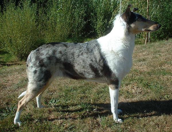 Archivo:Smooth Collie 600.jpg