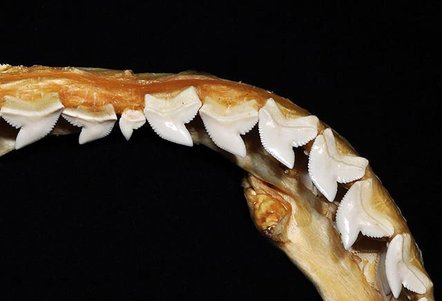 Archivo:Galeocerdo cuvier upper teeth.jpg