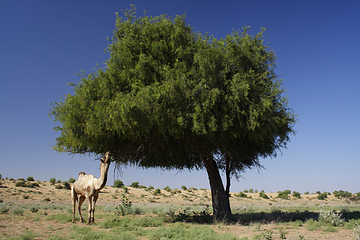 File:Khejari (Prosopis cineraria).JPG