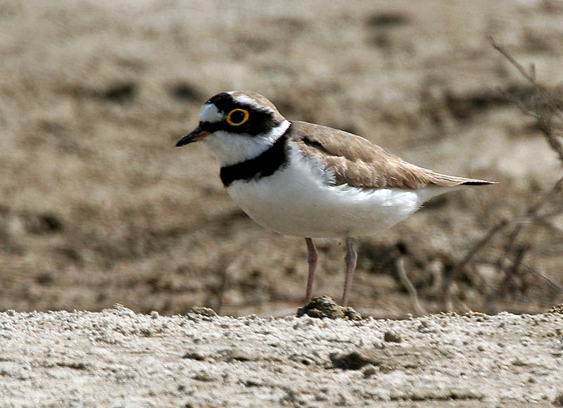 Archivo:Little Ringed Plover, West Bengal, India I IMG 1485.jpg