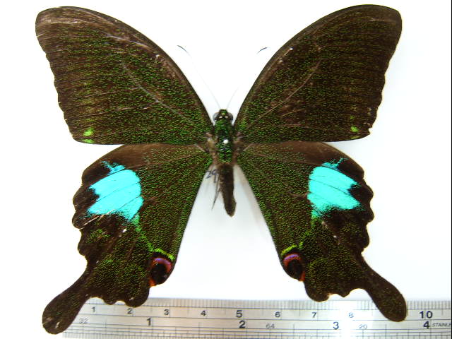 File:Papilio paris nakaharai03.JPG