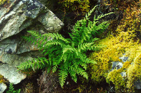 File:Woodsia scopulina.jpg