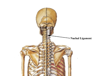 Nuchal Ligament of Homo Sapien