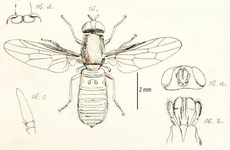 File:ScenopinusFenestralisInsectaBritannicaDiptera.jpg