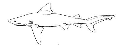 File:Bull shark.png