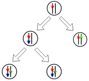 File:Clonal Evolution Model.png