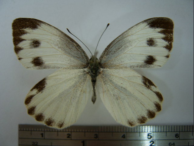 File:Pieris canidia01.JPG