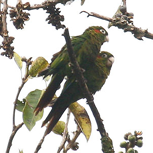 Файл:Pyrrhura hoffmanni -Costa Rica-4-4c.jpg