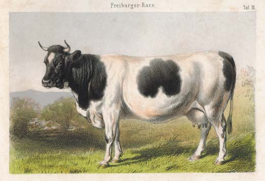 File:Vache fribourgeoise 1859.jpg