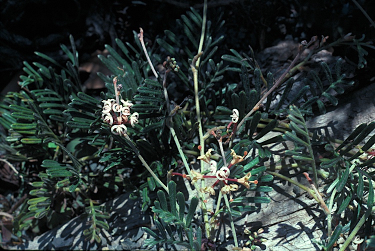 File:Grevillea prostrata.jpg