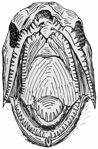 File:NIE 1905 Fish - open mouth of a salmon.jpg