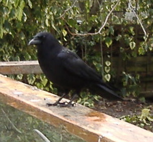 Archivo:Northwestern Crow on railing.jpg