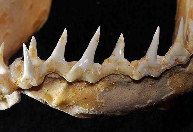 File:Prionace glauca lower teeth.jpg