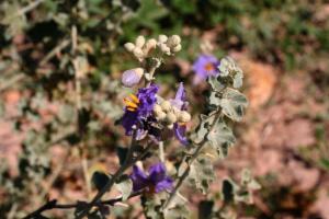 File:Solanum Oligacanthum-Ian Mcmaster.jpg