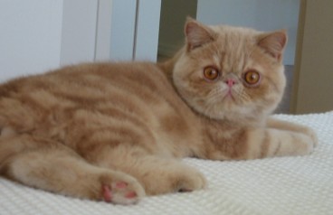 Файл:Cream tabby exotic cat.jpg