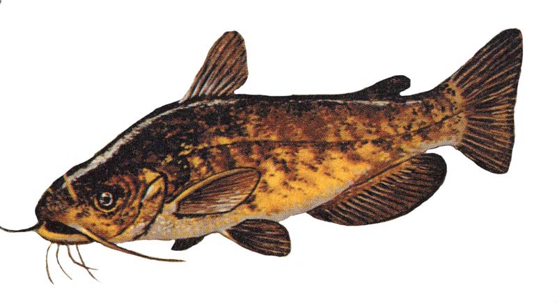 File:Ictalurus nebulosus GLERL 1.jpg