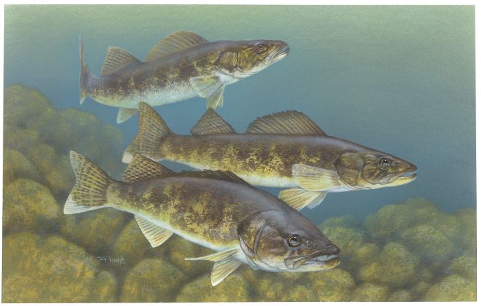 Archivo:Walleye painting.jpg