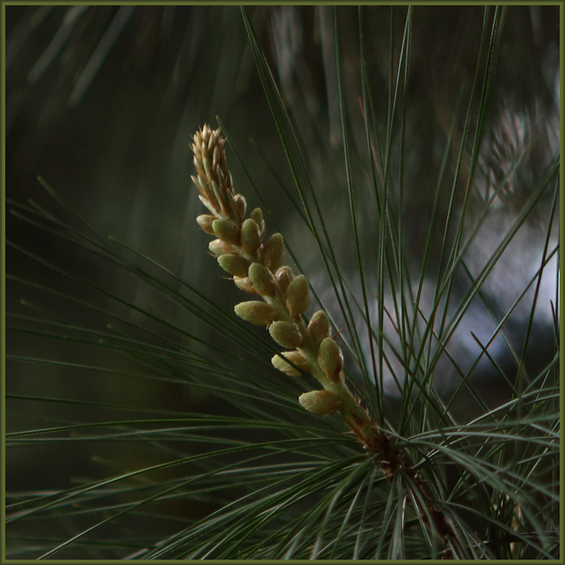 Male Pine cone