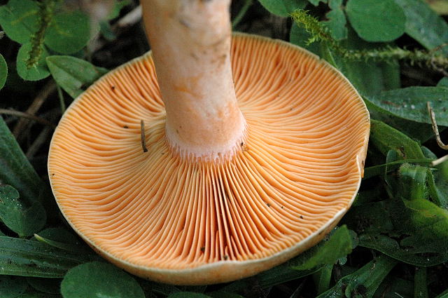 Файл:Lactarius deterrimus - Lindsey 2b.jpg