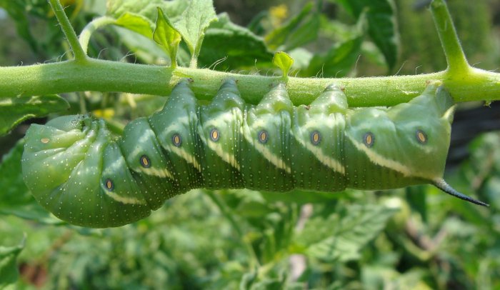 File:Tomato hornworm.jpg