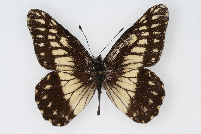 File:Catasticta nimbice.jpg