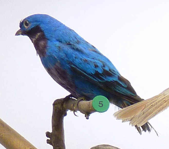 File:Cotinga amabilis Museum de Genève.JPG