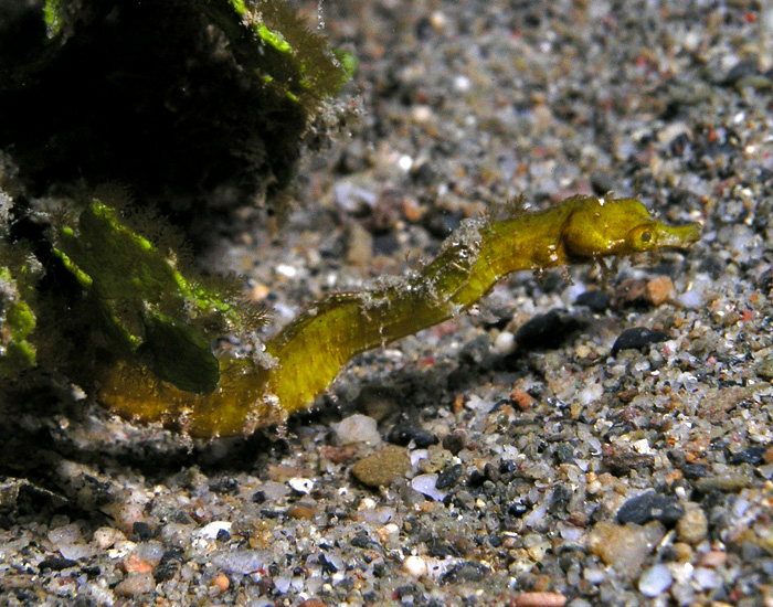 File:Pygmy pipehorse.jpg