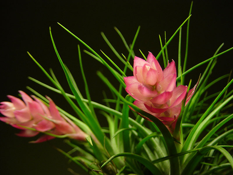 Archivo:Tillandsia stricta 1.jpg