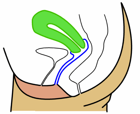 File:Uterus and vagina no captions.png