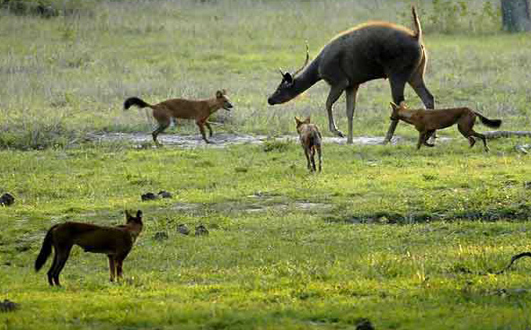 File:2012-bandipur-dhole-sambar.jpg