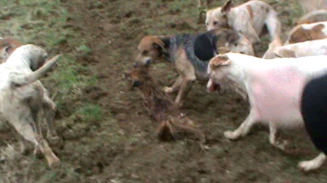 File:Heythrop Hunt Hounds Maul Fox on 29 February 2012.jpg