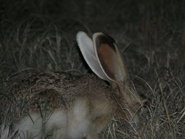 File:Lepus callotis side.jpg