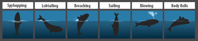 File:Southern Right Whale Behavior.jpg