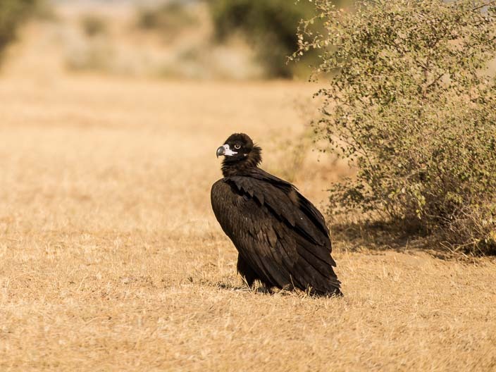 File:Aegypius monachus, Bikaner, Rajasthan, India.jpg