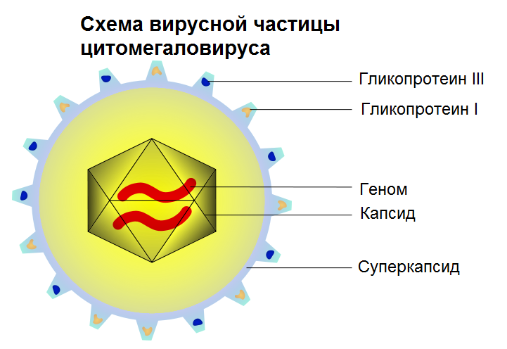 Файл:CMVschema-ru.png