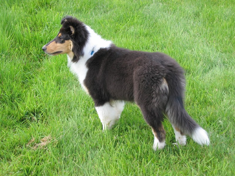 File:Collie Strider Puppy.JPG