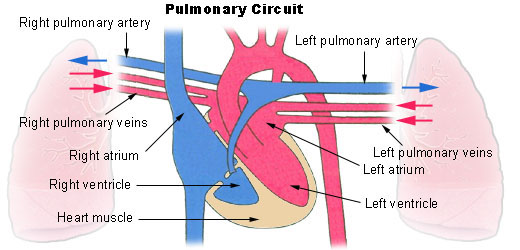 Файл:Illu pulmonary circuit.jpg