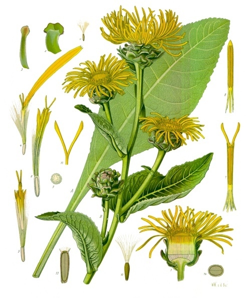 Archivo:Inula helenium - Köhler–s Medizinal-Pflanzen-210.jpg