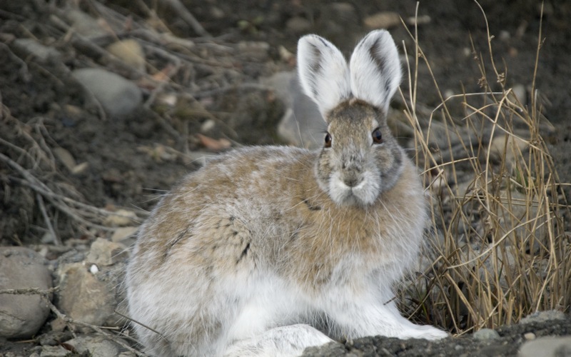 File:Snowshoe hare transitional coloring.jpg