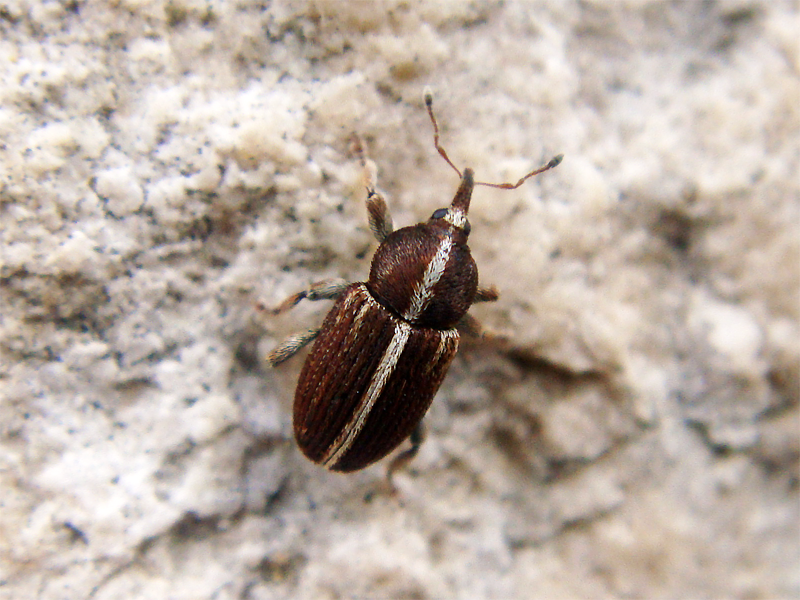 File:Tychius sp.png