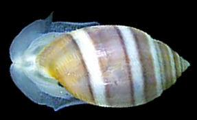 File:Acteon tornatilis 2.png