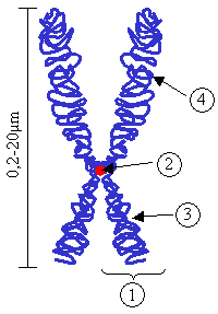 File:Chromosome.png