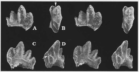 File:Gobiconodon hoburensis.jpg