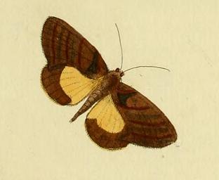 File:Gonodonta sicheas.JPG