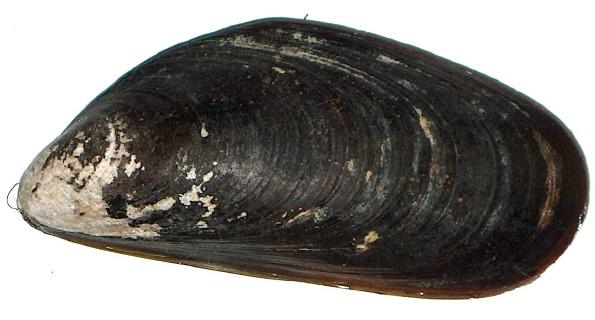 File:Mytilus chilensis.JPG