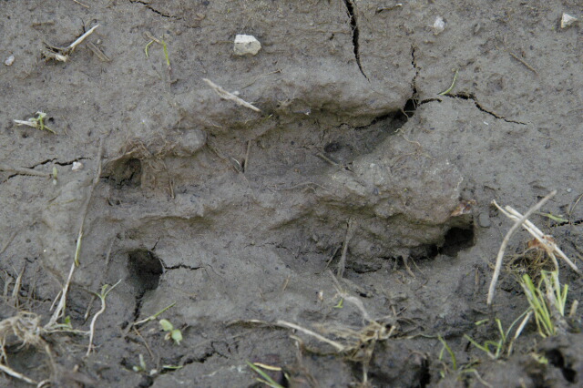 File:Sus scrofa track.jpg