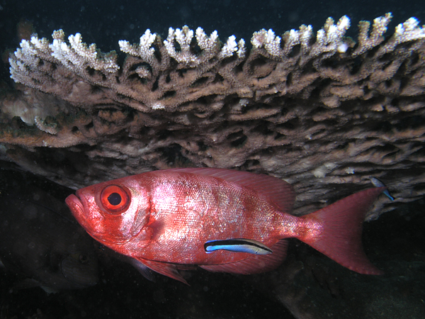 File:Cleaner station komodo.jpg