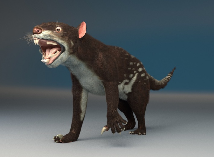 Файл:Leon marsupial.png